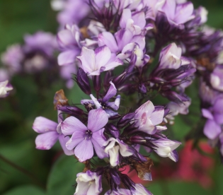 Aedfloks ´Nr 2´ (Phlox paniculata)