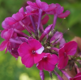 Aedfloks ´Nr 20´ (Phlox paniculata)