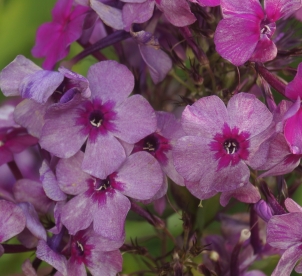 Aedfloks ´Nr 21´ (Phlox paniculata)