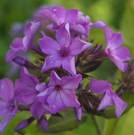 Aedfloks ´Nr 22´ (Phlox paniculata)