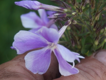 Aedfloks ´Nr 23´ (Phlox paniculata)