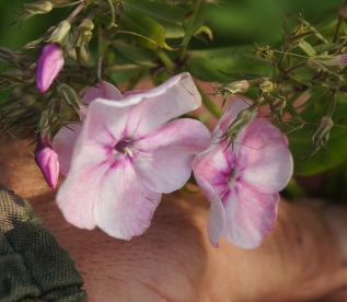 Aedfloks ´Nr 24´ (Phlox paniculata)