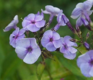 Aedfloks ´Nr 26´ (Phlox paniculata)