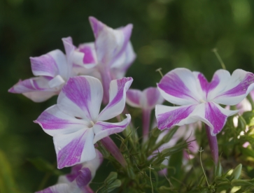 Aedfloks ´Nr 27´ (Phlox paniculata)