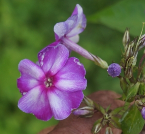 Aedfloks ´Nr 28´ (Phlox paniculata)