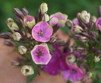 Aedfloks ´Nr 29´ (Phlox paniculata)