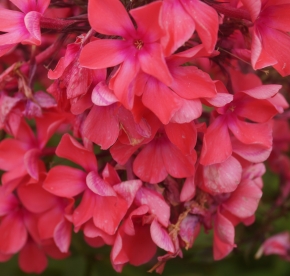 Aedfloks ´Nr 3´ (Phlox paniculata)