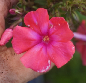 Aedfloks ´Nr 30´ (Phlox paniculata)