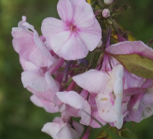 Aedfloks ´Nr 31´ (Phlox paniculata)