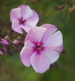 Aedfloks ´Nr 33´ (Phlox paniculata)