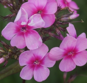 Aedfloks ´Nr 34´ (Phlox paniculata)