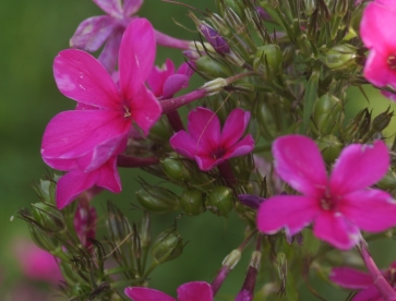 Aedfloks ´Nr 35´ (Phlox paniculata)