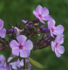 Aedfloks ´Nr 36´ (Phlox paniculata)