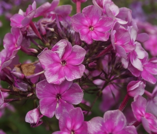 Aedfloks ´Nr 5´ (Phlox paniculata)