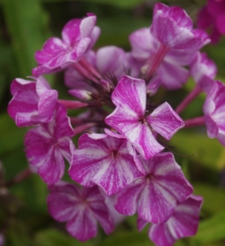 Aedfloks ´Nr 7´ (Phlox paniculata)