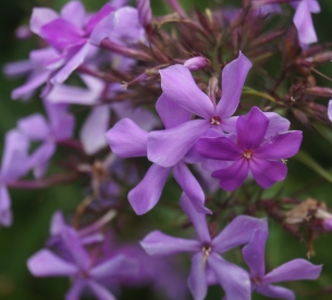 Aedfloks ´Nr 8´ (Phlox paniculata)