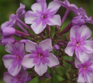 Aedfloks ´Nr 9 ´ (Phlox paniculata)