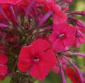 Aedfloks ´X1´ (Phlox paniculata)