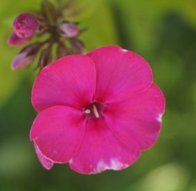 Aedfloks ´X2´ (Phlox paniculata)