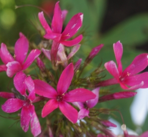 Aedfloks ´X3´ (Phlox paniculata)