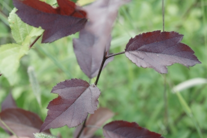 Iluõunapuu ´Olesja´ (Malus)