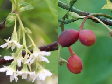 Ömleeria (Oemleria cerasiformis)