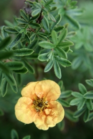 Põõsasmaran ´Orange Star´ (Potentilla fruticosa)