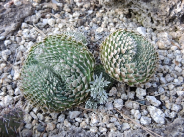 Mägitähik liik (Orostachys spinosa)