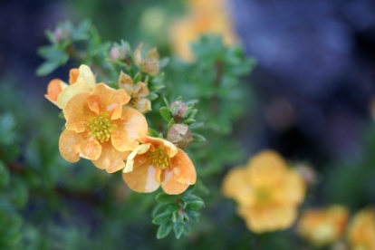 Põõsasmaran ´Oslava´ (Potentilla fruticosa)