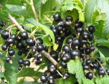 Must sõstar ´Otelo´ (Ribes nigrum)