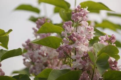 Harilik sirel ´P1-1´ (Syringa vulgaris)