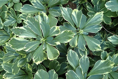 Tippmine puksrohi ´Variegata´ (Pachysandra terminalis 'Variegata')