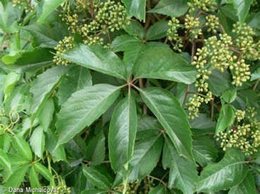 Harillik metsviinapuu (Parthenocissus quinguefolia)