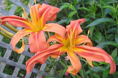 Päevaliilia ´Patsy Bickers´ (Hemerocallis)