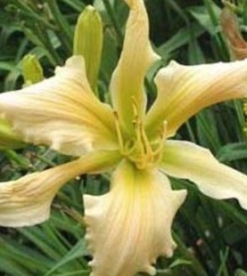 Päevaliilia ´Peach Twister´ (Hemerocallis)