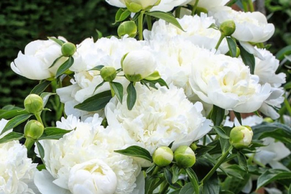 Pojeng  ´Duchesse de Nemours´ (Peonia)