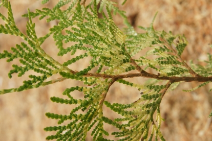 Harilik elupuu ´Perk Vlaanderen´ (Thuja occidentalis)