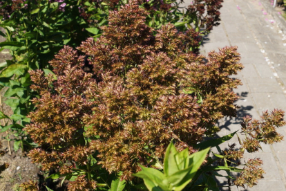 Floks ´Pleasant Feelings´ (Phlox paniculata)