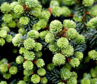 Palsami nulg ´Piccolo´ (Abies balsamea) - hetkel 3-4 cm kõrgune noortaim