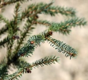 Hübriidne liik (Picea saagyi)