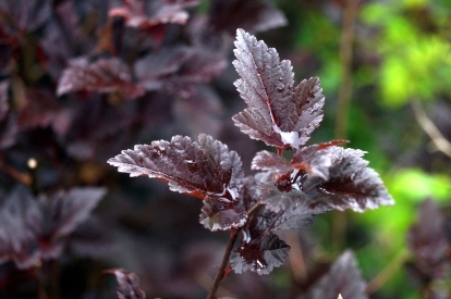 Põisenelas ´Pimpo´ (Physocarpus opulifolius)