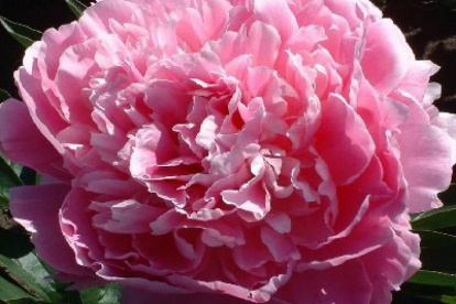 Pojeng ´Pink Giant´ (Paeonia)