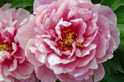 itoh pojeng ´Pink Double Dandy´ (Paeonia)