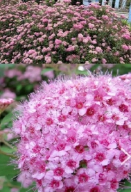 Kaseleheline enelas ´Pink Sparkler´ (Spiraea betulifolia)