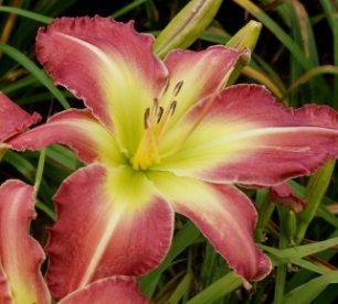 Päevaliilia ´Pink Super spider´ (Hemerocallis)