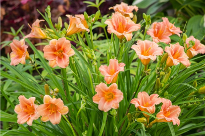 Päevaliilia ´Pink Wing´ (Hemerocallis)