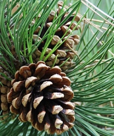 Must mänd (Pinus nigra) - taim kuni 25 cm kõrge