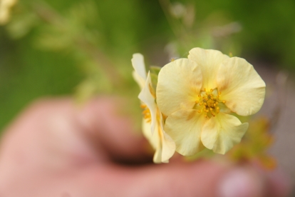 Põõsasmaran ´Eve´ (Potentilla fruticosa)