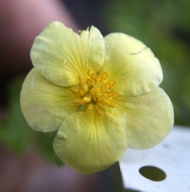 Põõsasmaran ´Linda´ (Potentilla fruticosa)