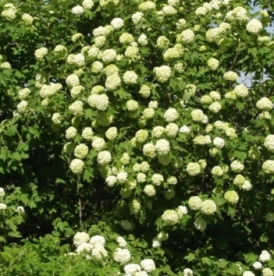 Lodjapuu ´Pohjan Neito´ (Viburnum opulus)